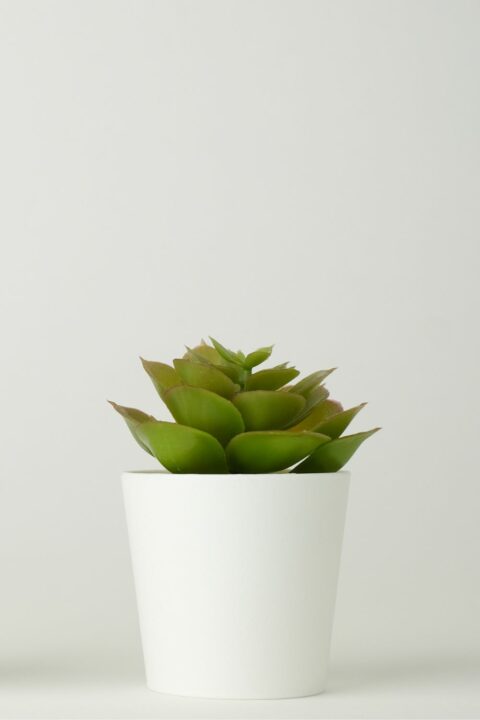 home interior plants 3