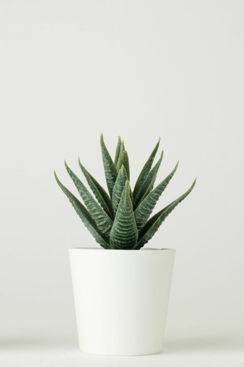 home interior plants