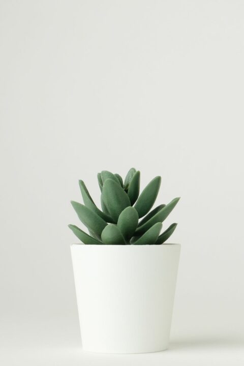 home interior plants 2