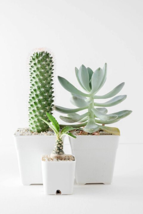 home interior plants 1